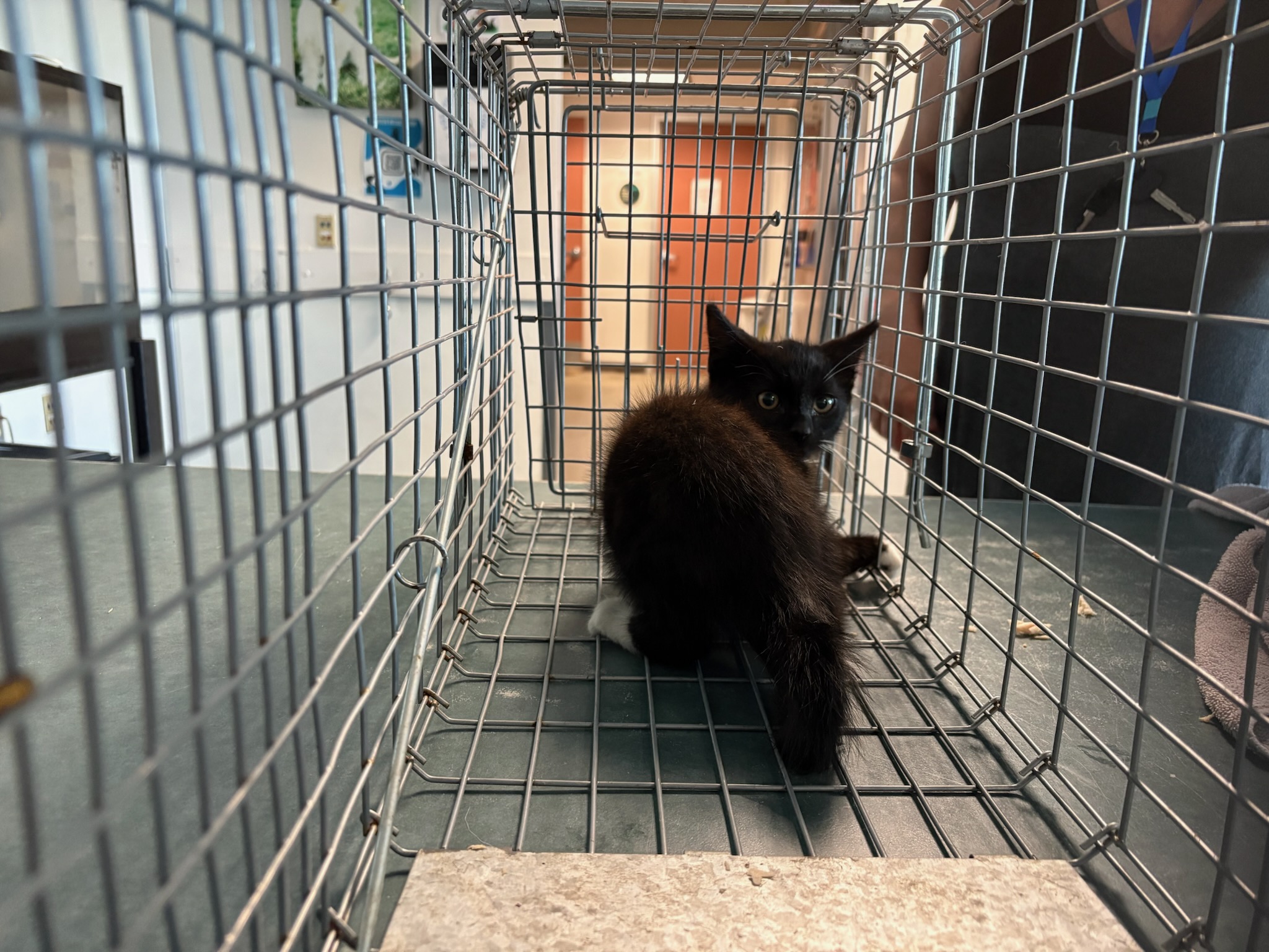 Shelter Stray Unknown Cat last seen , West Valley Animal Shelter, 20655 Plummer St, Chatsworth, CA 91311, USA