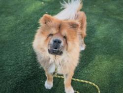 Shelter Stray Male Dog last seen , 3201 Lacy St, Los Angeles, CA 90031, USA