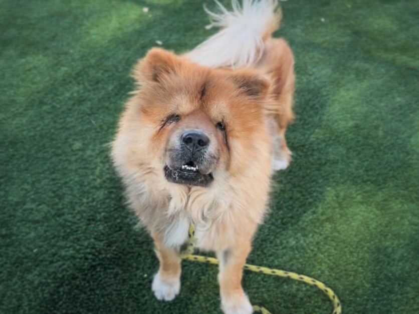Shelter Stray Male Dog last seen , 3201 Lacy St, Los Angeles, CA 90031, USA