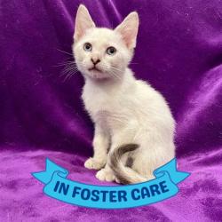 Shelter Stray Female Cat last seen Near BLOCK APALACHEE PKWY, TALLAHASSEE FL 32311, 1125 Easterwood Dr, Tallahassee, FL 32311, USA