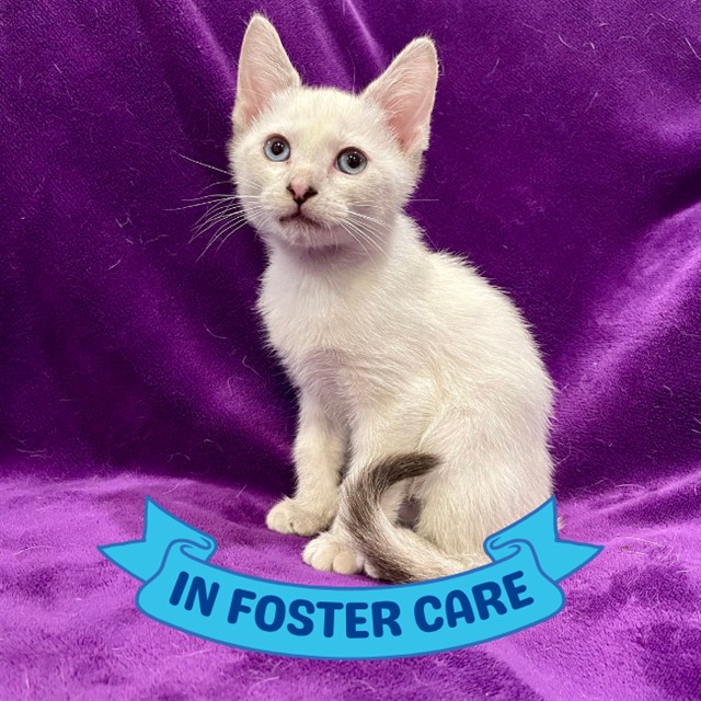 Shelter Stray Female Cat last seen Near BLOCK APALACHEE PKWY, TALLAHASSEE FL 32311, 1125 Easterwood Dr, Tallahassee, FL 32311, USA