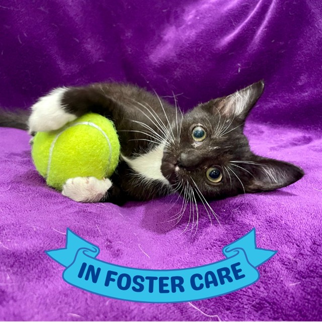 Shelter Stray Female Cat last seen Near BLOCK APALACHEE PKWY, TALLAHASSEE FL 32311, 1125 Easterwood Dr, Tallahassee, FL 32311, USA