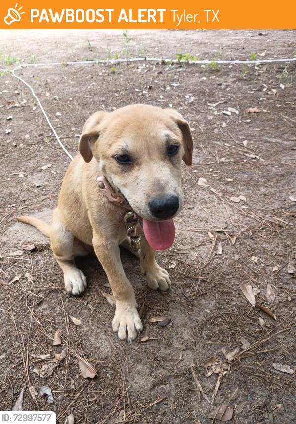 Found/Stray Male Dog last seen Loop 323 and elm in front of IHOP, Tyler, TX 75702