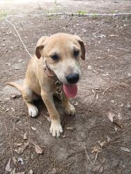 Found/Stray Male Dog last seen Loop 323 and elm in front of IHOP, Tyler, TX 75702