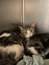 Shelter Stray Male Cat last seen Near BLOCK MYER RD, MOJAVE CA 93501, 3951 Fruitvale Ave, Bakersfield, CA 93308, USA
