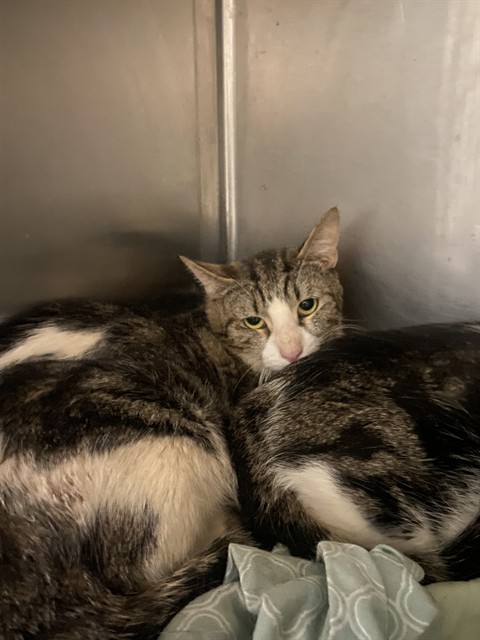 Shelter Stray Male Cat last seen Near BLOCK MYER RD, MOJAVE CA 93501, 3951 Fruitvale Ave, Bakersfield, CA 93308, USA