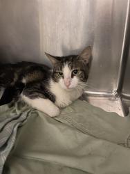 Shelter Stray Male Cat last seen Near BLOCK MYER RD, MOJAVE CA 93501, 3951 Fruitvale Ave, Bakersfield, CA 93308, USA