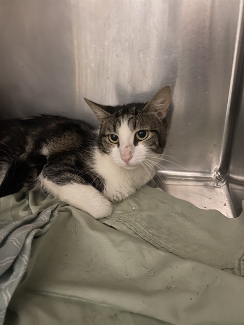 Shelter Stray Male Cat last seen Near BLOCK MYER RD, MOJAVE CA 93501, 3951 Fruitvale Ave, Bakersfield, CA 93308, USA