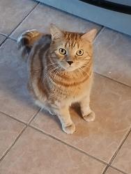 Reunited Male Cat last seen Pondview Rd/Highland St.  Canton, Canton, MA 02021