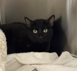 Shelter Stray Male Cat last seen E TARON DR / SWAINSON HAWK DR, 9150 Union Park Way, Elk Grove, CA 95624, USA