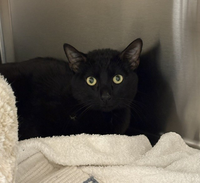 Shelter Stray Male Cat last seen E TARON DR / SWAINSON HAWK DR, 9150 Union Park Way, Elk Grove, CA 95624, USA