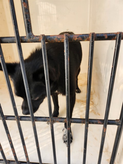 Shelter Stray Male Dog last seen WHITESPORT DR, 4950 SW Triana Blvd, Huntsville, AL 35805, USA