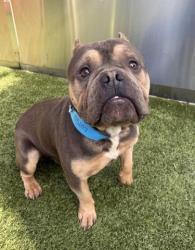 Shelter Stray Male Dog last seen Near BLOCK WHITFIELD ST, DETROIT MI 48204, 7401 Chrysler Dr, Detroit, MI 48211, USA