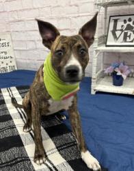 Shelter Stray Female Dog last seen Near BLOCK TACOMA ST, DETROIT, MI 48205, 7401 Chrysler Dr, Detroit, MI 48211, USA
