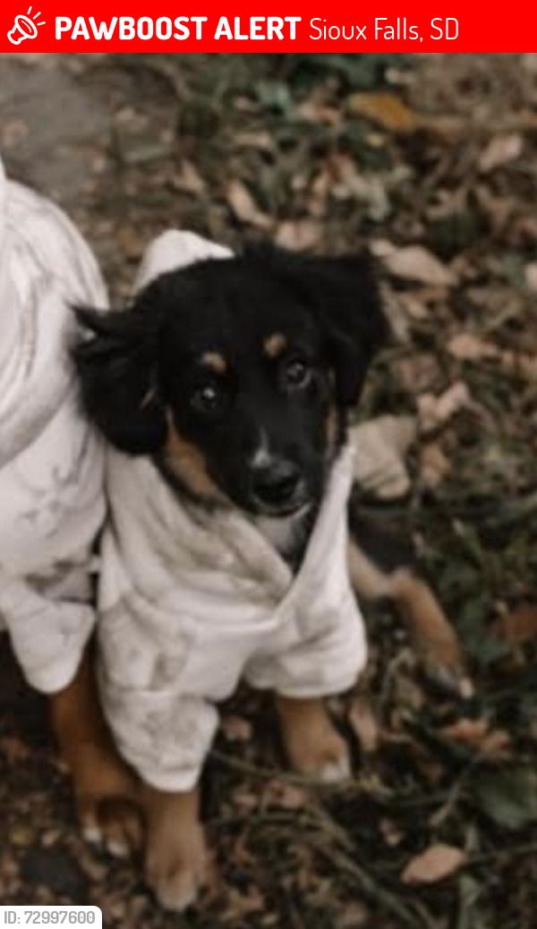 Lost Female Dog last seen Starbucks on cliff, Sioux Falls, SD 57108