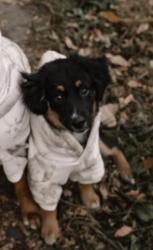 Lost Female Dog last seen Starbucks on cliff, Sioux Falls, SD 57108