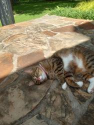 Found/Stray Unknown Cat last seen River Bend and Glade, Hurst, TX 76054