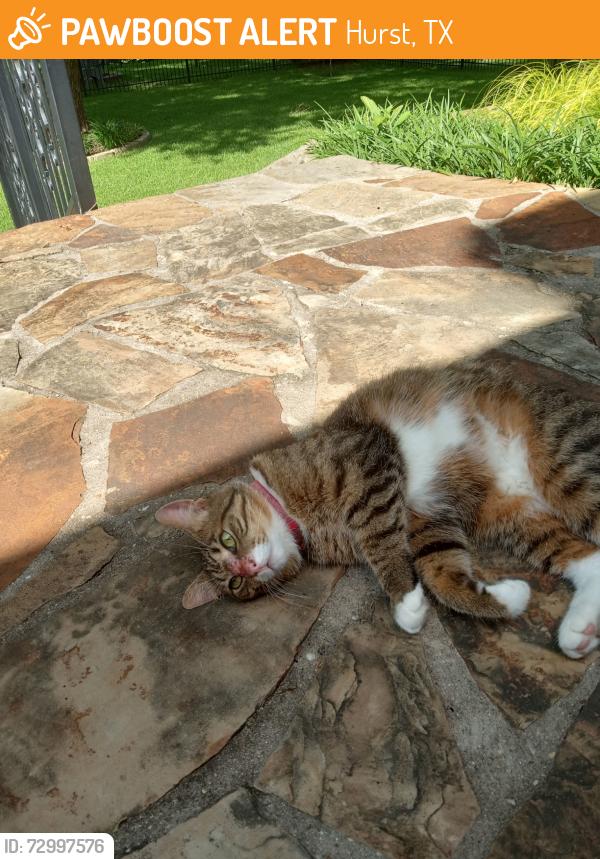 Found/Stray Unknown Cat last seen River Bend and Glade, Hurst, TX 76054