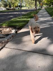 Reunited Male Dog last seen Coppercloud, Meridian, ID 83646