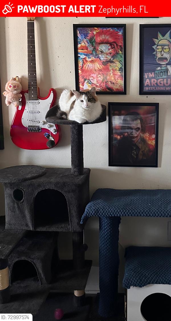 Lost Female Cat last seen Last seen near s slipped from garage , Zephyrhills, FL 33543
