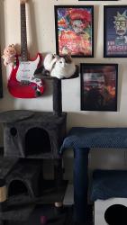 Lost Female Cat last seen Last seen near s slipped from garage , Zephyrhills, FL 33543