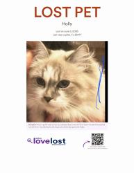 Lost Female Cat last seen Us1 and Bluffs Blvd , Jupiter, FL 33477