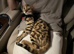 Reunited Male Cat last seen Genesse ave and Romaine st, West Hollywood, CA 90046