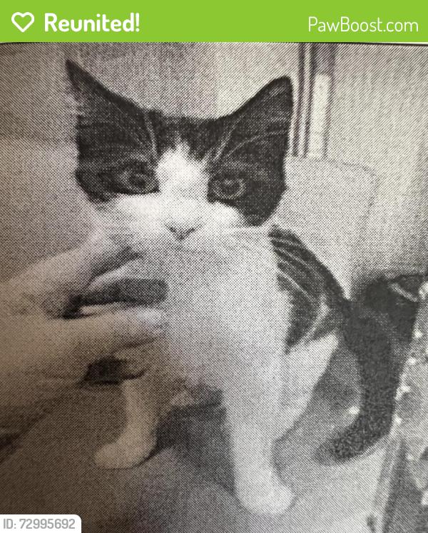 Reunited Female Cat last seen Dundalk drive, London, ON 