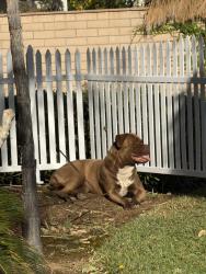 Found/Stray Female Dog last seen Pigeon pass rd, Moreno Valley, CA 92557
