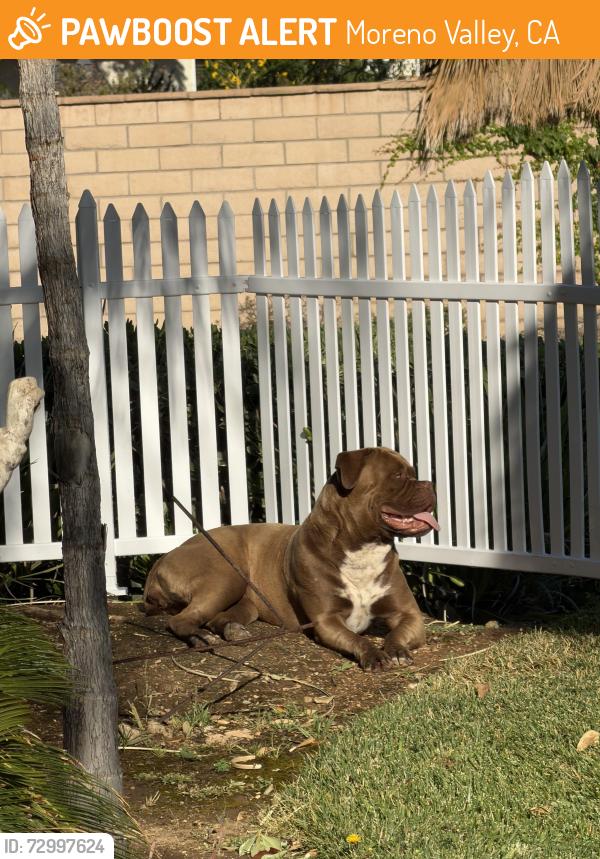 Found/Stray Female Dog last seen Pigeon pass rd, Moreno Valley, CA 92557