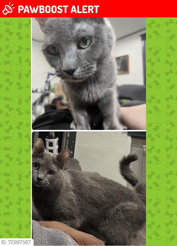 Lost Female Cat last seen Near block of Overhill Rd, Upper Darby, PA, Upper Darby Township, PA 19082