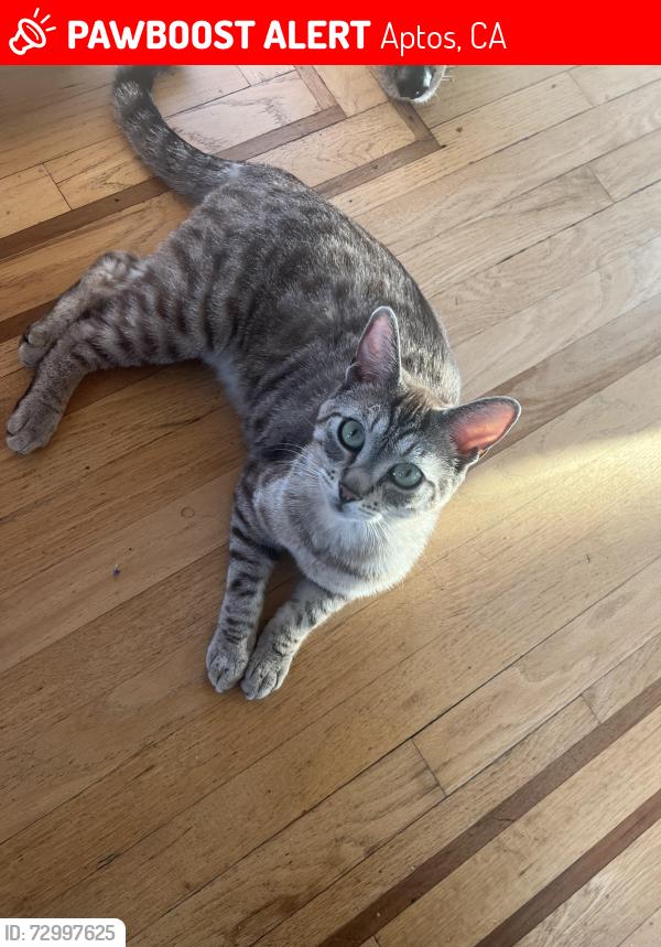 Lost Male Cat last seen Rio del Mar, Aptos, CA 95003
