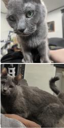 Lost Female Cat last seen Near block of Overhill Rd, Upper Darby, PA, Upper Darby Township, PA 19082
