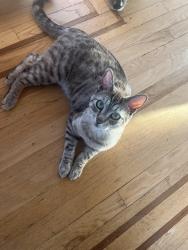 Lost Male Cat last seen Rio del Mar, Aptos, CA 95003