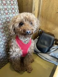 Lost Male Dog last seen 8th Avenue , Brooklyn, NY 11220
