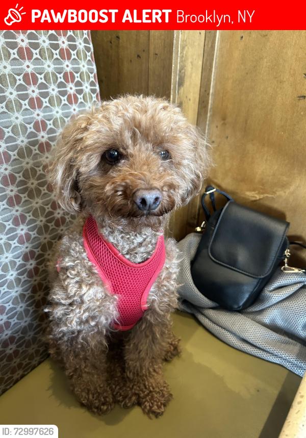 Lost Male Dog last seen 8th Avenue , Brooklyn, NY 11220