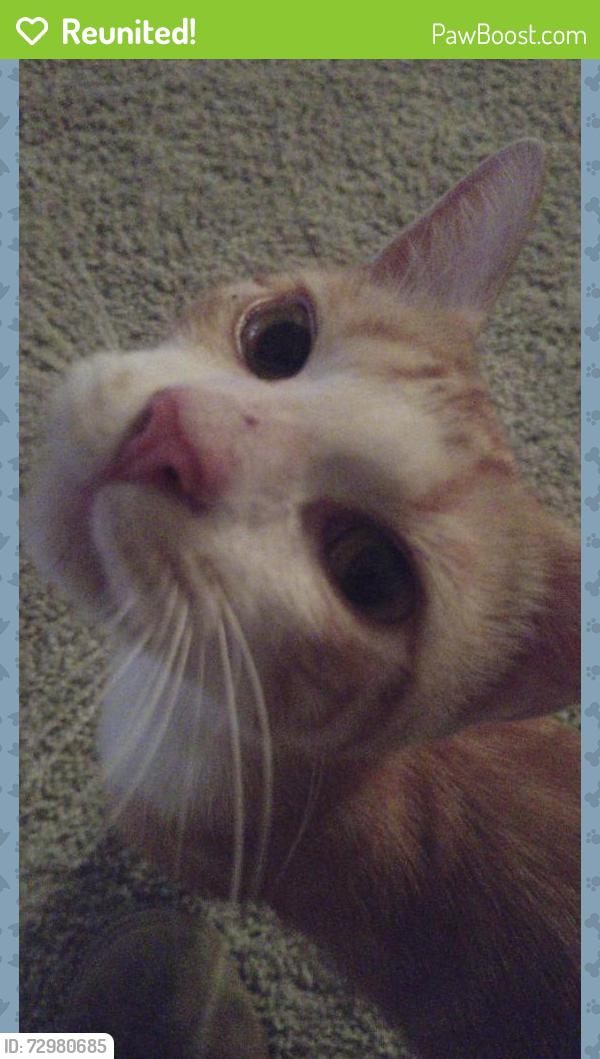 Reunited Male Cat last seen Walnut Creek apmts , Elmwood, LA 70123