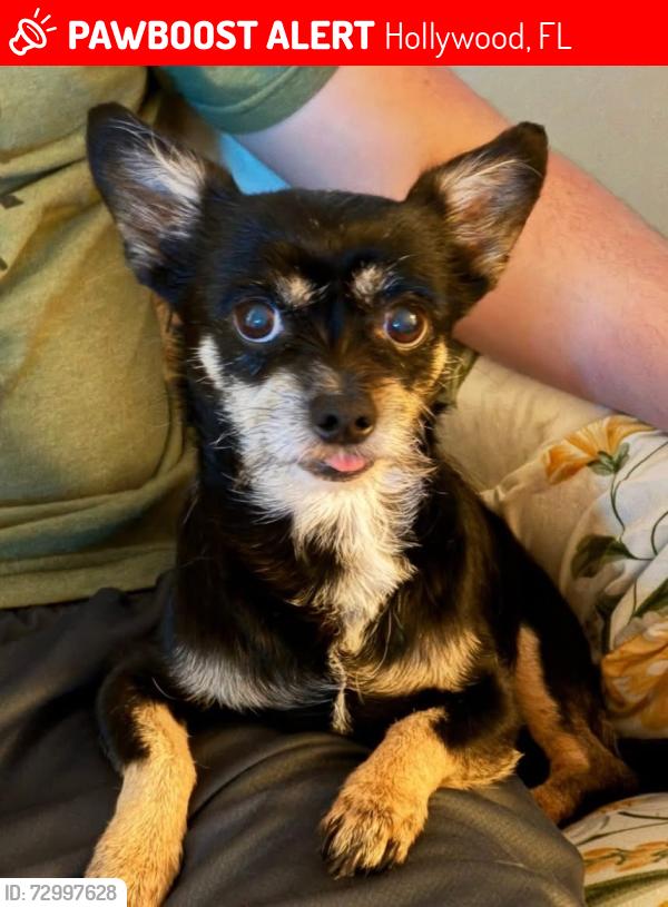 Lost Female Dog last seen Park road, Hollywood, FL 33021