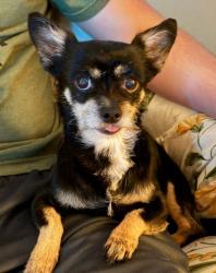 Lost Female Dog last seen Park road, Hollywood, FL 33021