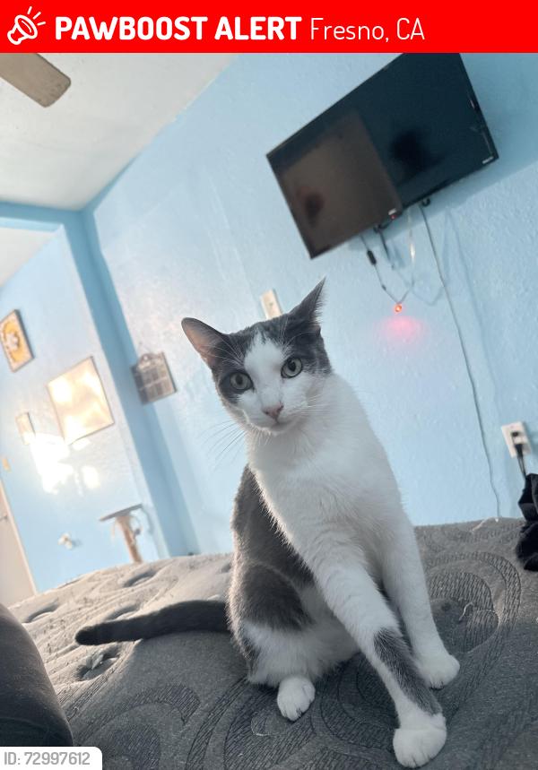 Lost Male Cat last seen W fig tree ln, Fresno, CA 93722