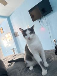 Lost Male Cat last seen W fig tree ln, Fresno, CA 93722