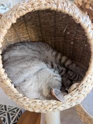 Reunited Male Cat last seen Keystone Way Street, San Francisco, CA 94127