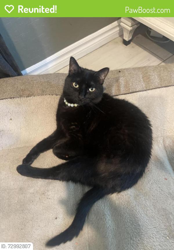 Reunited Female Cat last seen Near bayley springs ave, Las Vegas, NV 89142