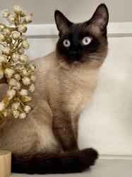 Lost Male Cat last seen Near corte gambino, Murrieta, CA 92562