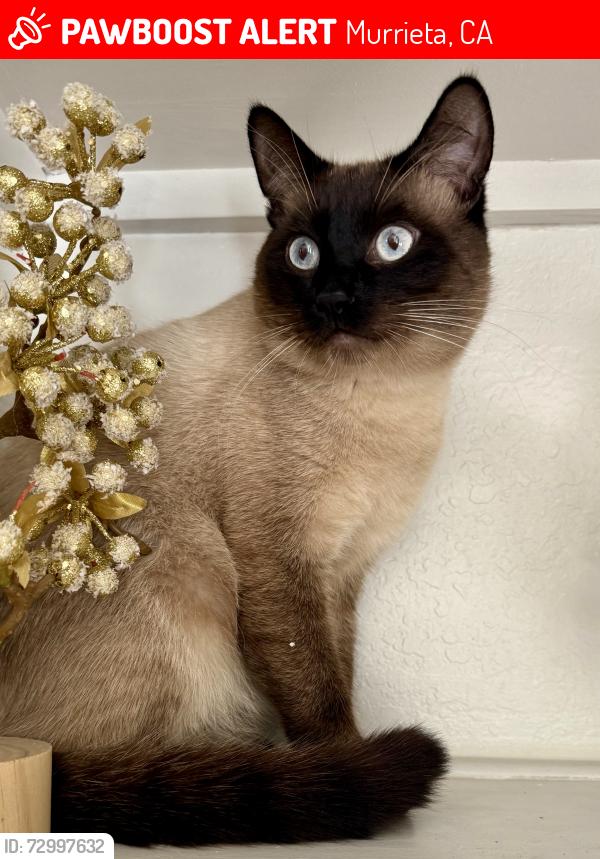 Lost Male Cat last seen Near corte gambino, Murrieta, CA 92562