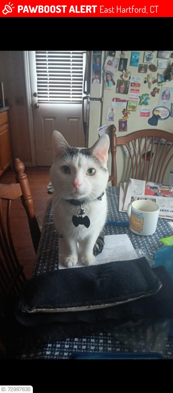 Lost Male Cat last seen Roxbury rd & Brewer st, East Hartford, CT 06118