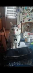 Lost Male Cat last seen Roxbury rd & Brewer st, East Hartford, CT 06118