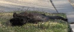 Found/Stray Unknown Cat last seen Oaklawn and Kearney, Chula Vista, CA 91910