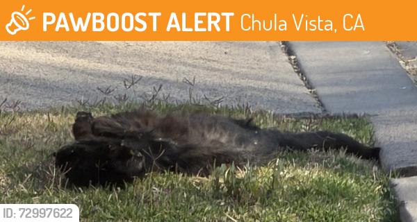 Found/Stray Unknown Cat last seen Oaklawn and Kearney, Chula Vista, CA 91910