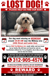 Lost Female Dog last seen Near and Lawler Ave Chicago IL 60638, Chicago, IL 60638